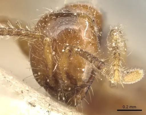 Aenictus peguensis - CASENT0903749