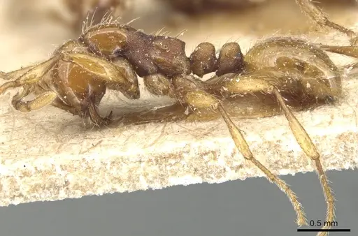 Aenictus peguensis - CASENT0903749