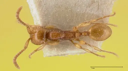 Aenictus peguensis - FOCOL0383