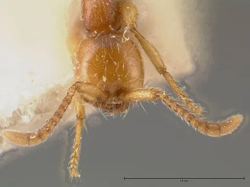 Aenictus peguensis - FOCOL0383