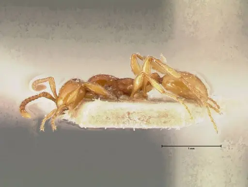 Aenictus peguensis - FOCOL0383