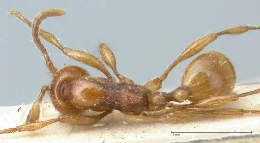 Aenictus peguensis - FOCOL1146