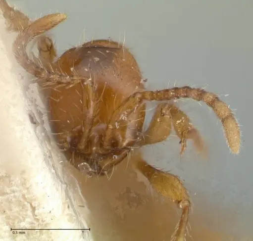 Aenictus peguensis - FOCOL1146