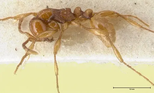 Aenictus peguensis - FOCOL1146