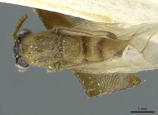 Aenictus pharao specimen