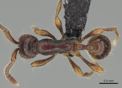 Aenictus philiporum specimen