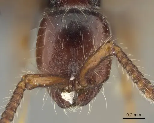 Aenictus philiporum specimen