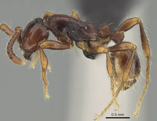 Aenictus philiporum specimen