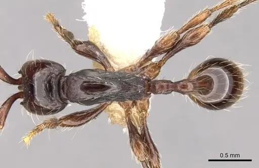 Aenictus philiporum - CASENT0281954