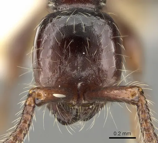Aenictus philiporum - CASENT0281954