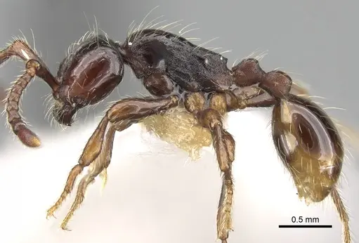 Aenictus philiporum - CASENT0281954