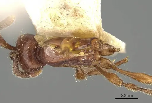 Aenictus philippinensis specimen