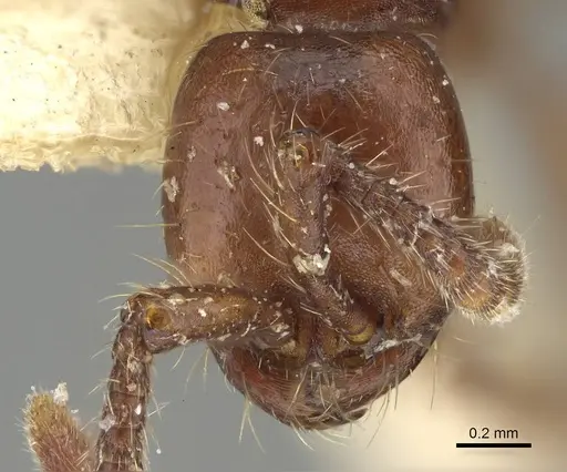 Aenictus philippinensis specimen