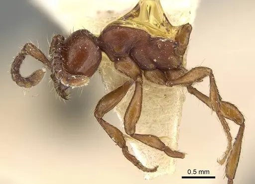 Aenictus philippinensis specimen