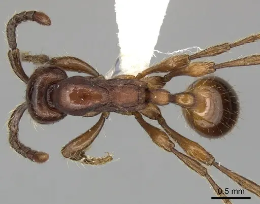 Aenictus philippinensis - CASENT0249282