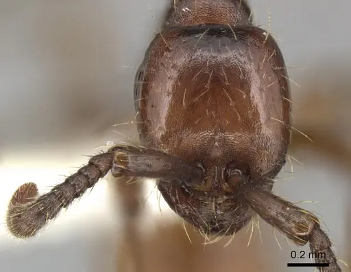 Aenictus philippinensis - CASENT0249282