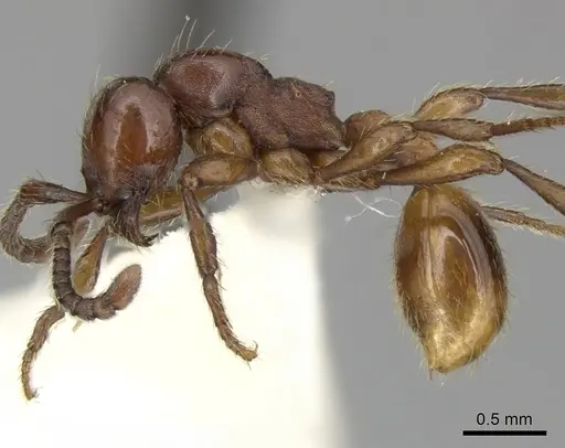 Aenictus philippinensis - CASENT0249282