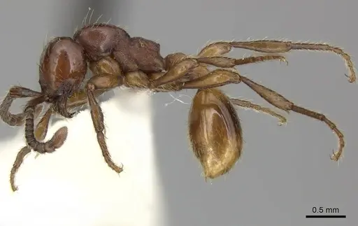 Aenictus philippinensis - CASENT0249282