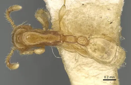 Aenictus piercei specimen