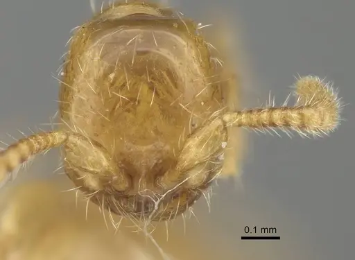 Aenictus piercei specimen