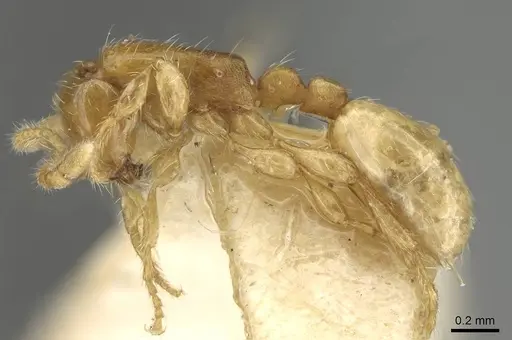 Aenictus piercei specimen