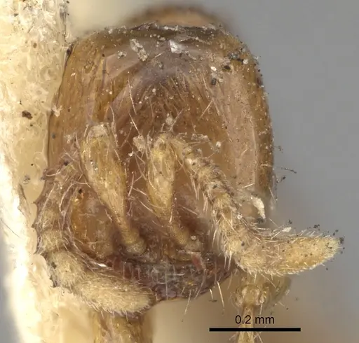 Aenictus piercei - CASENT0281961