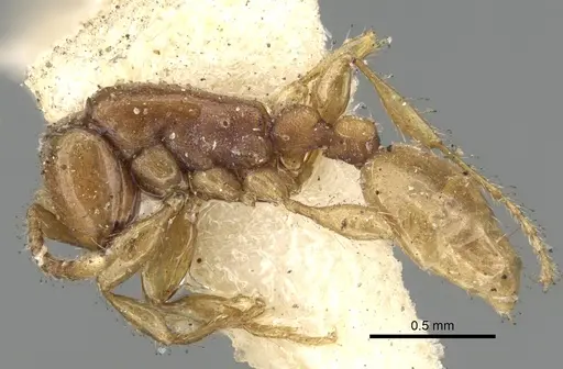 Aenictus piercei - CASENT0281961