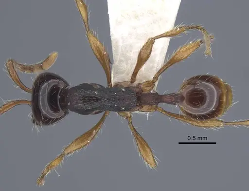 Aenictus pinkaewi specimen