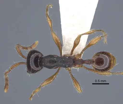 Aenictus pinkaewi specimen