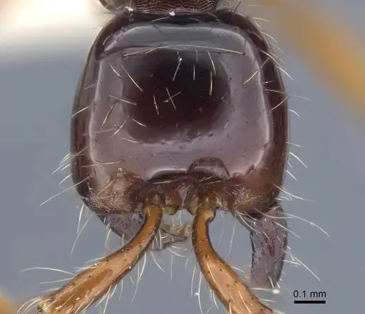 Aenictus pinkaewi specimen