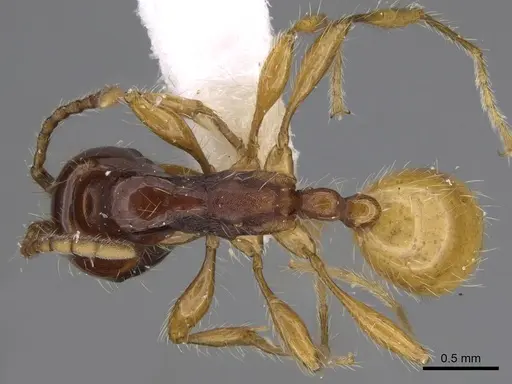 Aenictus popeyei specimen