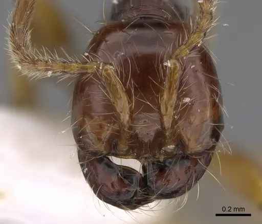 Aenictus popeyei specimen