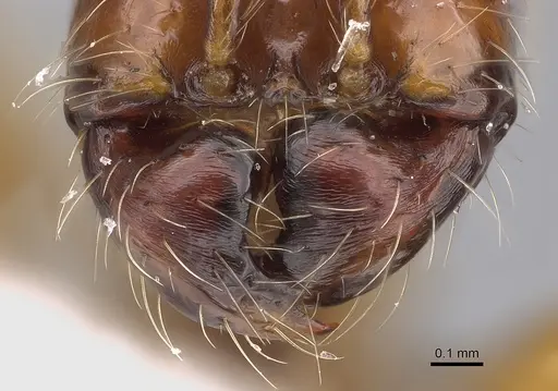 Aenictus popeyei specimen