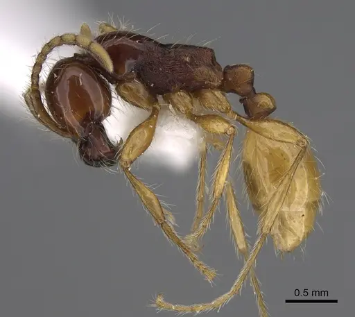 Aenictus popeyei - CASENT0810234