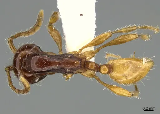 Aenictus popeyei - CASENT0840003