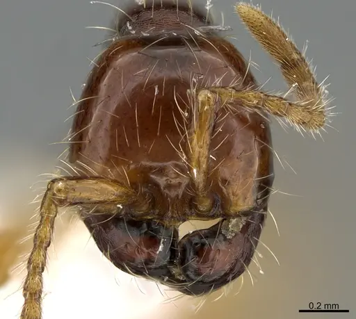 Aenictus popeyei - CASENT0840003