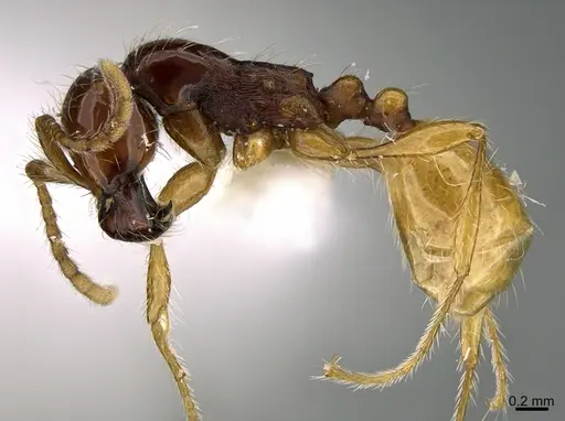 Aenictus popeyei - CASENT0840003