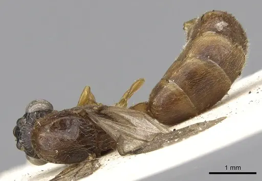 Aenictus porizonoides specimen