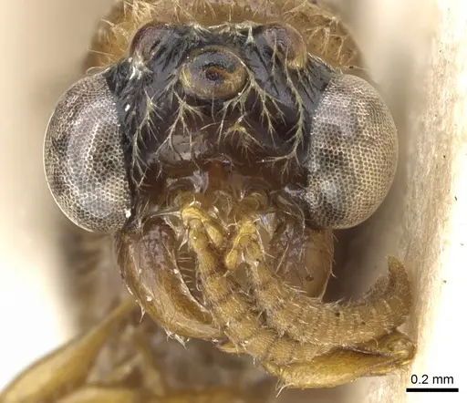 Aenictus porizonoides specimen