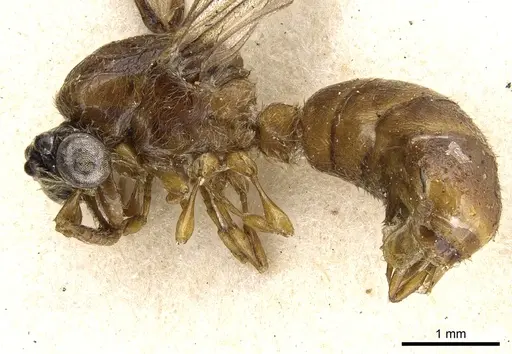 Aenictus porizonoides specimen