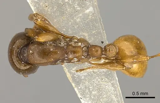 Aenictus powersi specimen