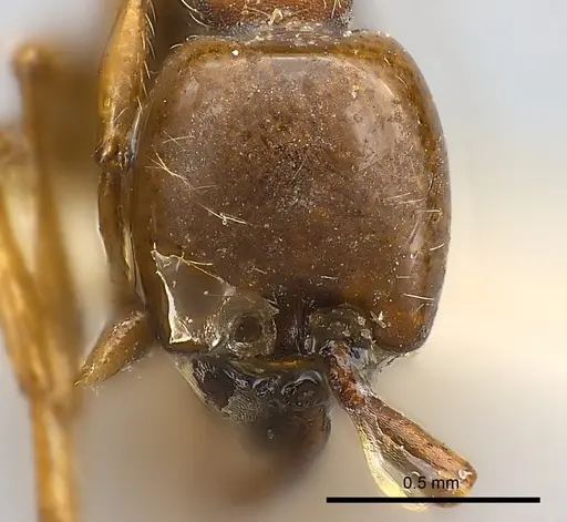 Aenictus powersi specimen