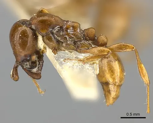 Aenictus powersi specimen