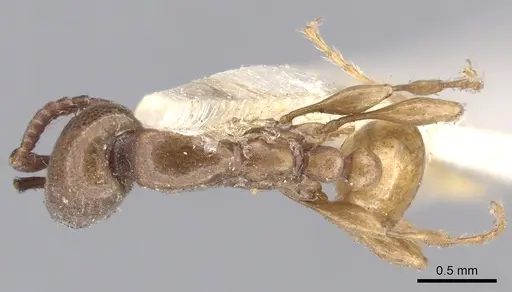 Aenictus powersi - CASENT0902679