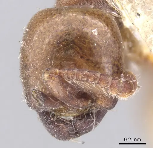 Aenictus powersi - CASENT0902679