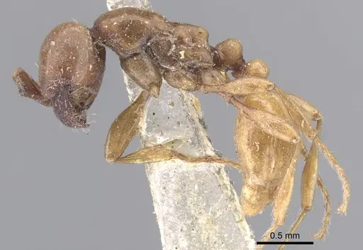 Aenictus powersi - CASENT0902679