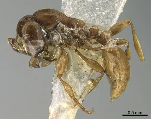 Aenictus powersi - CASENT0923575