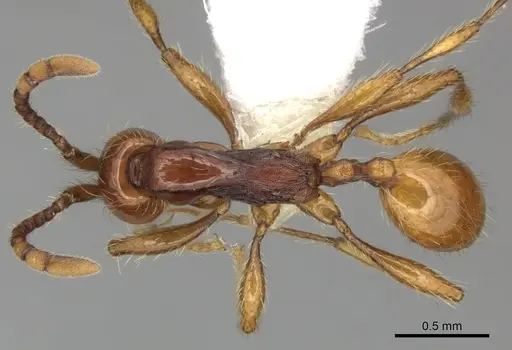 Aenictus prolixus specimen