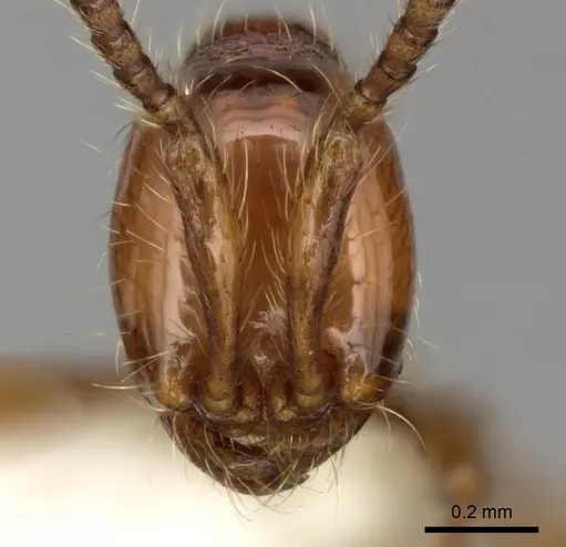 Aenictus prolixus specimen