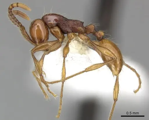 Aenictus prolixus specimen